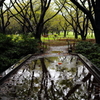 雨の公園