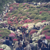 根津神社