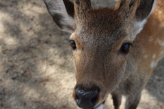 奈良公園のシカ４