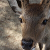 奈良公園のシカ４