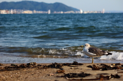 湘南のカモメ