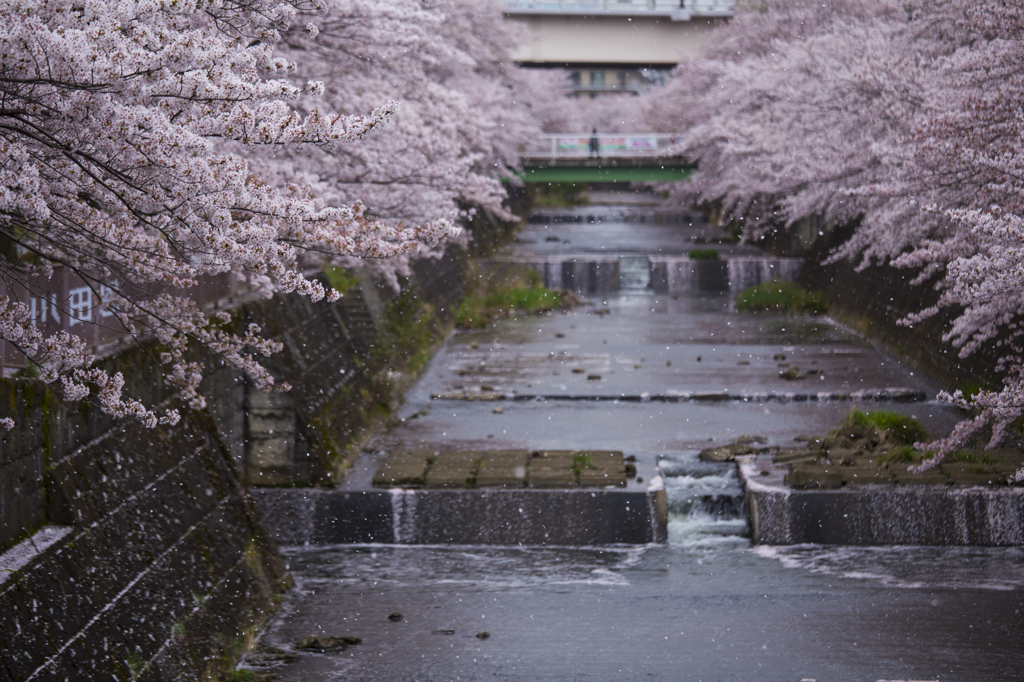 桜吹雪