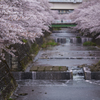 桜吹雪