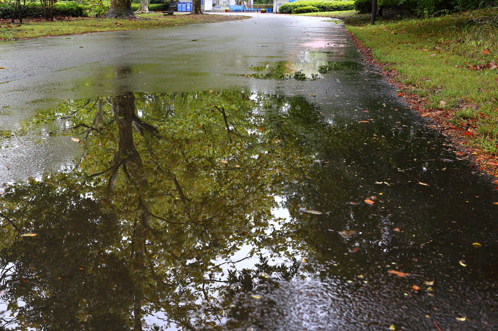 雨の公園