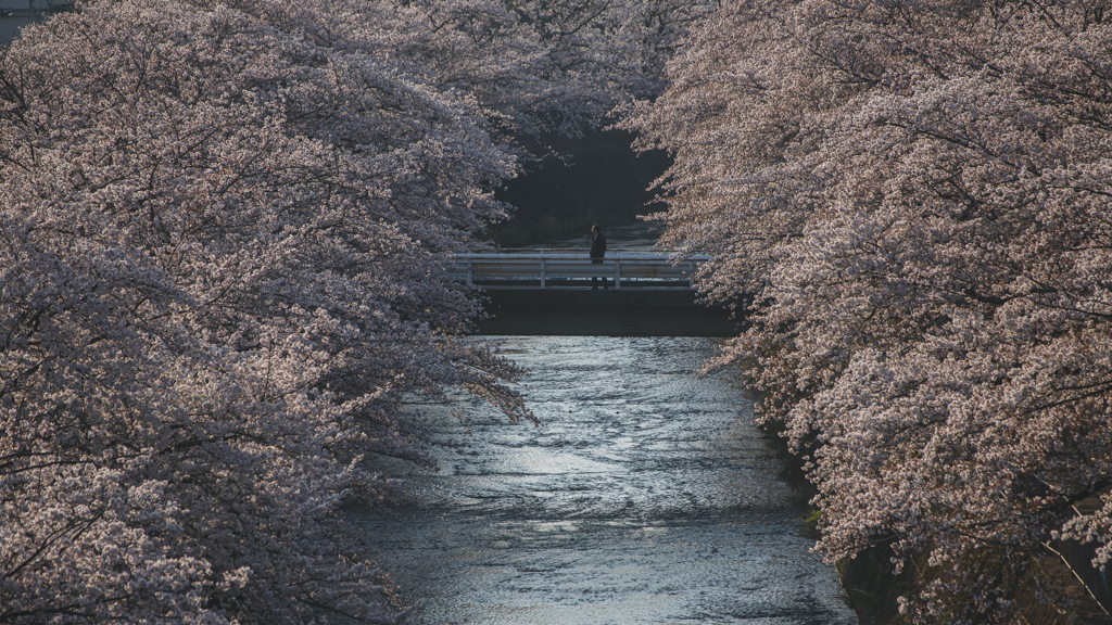 桜スナップ