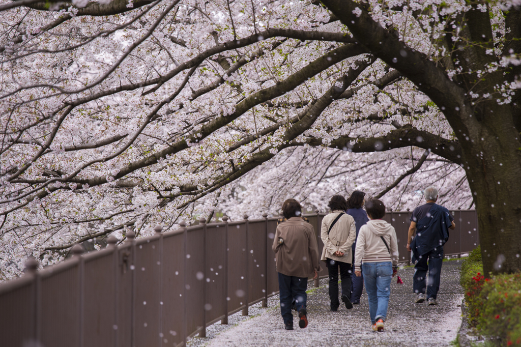 桜吹雪