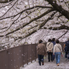 桜吹雪