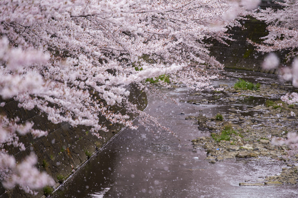 桜吹雪