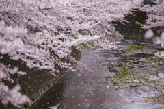 桜吹雪