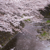 桜吹雪