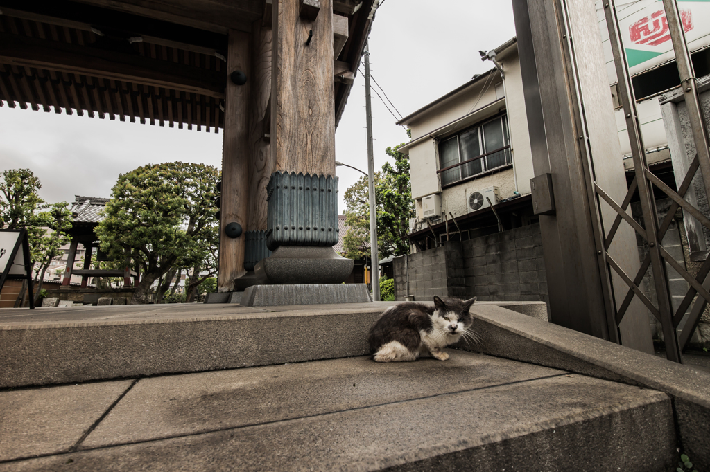 雨街猫