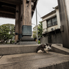 雨街猫