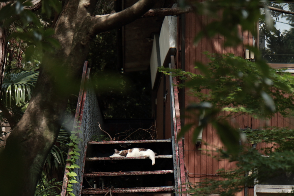 目黒周辺散策　林試の森公園周辺