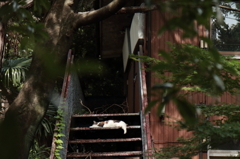 目黒周辺散策　林試の森公園周辺