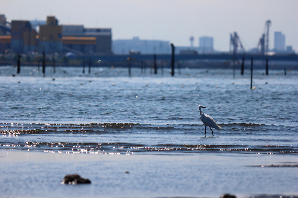 葛西臨海公園_7