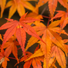九品仏浄真寺