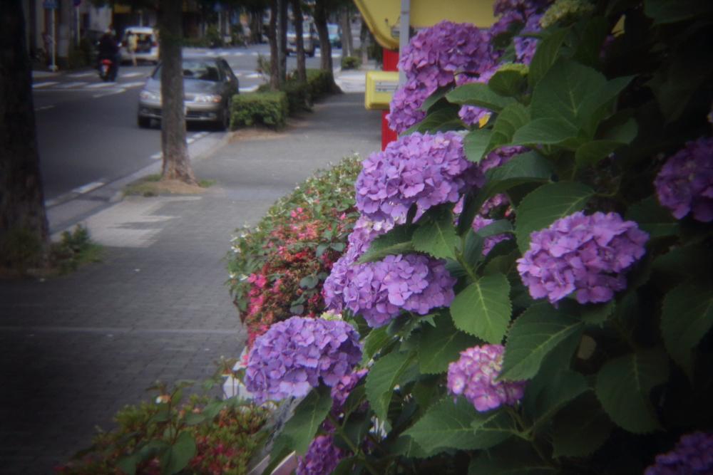 HOLGAレンズで　１