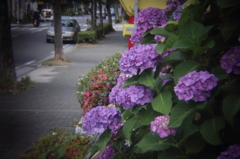 HOLGAレンズで　１