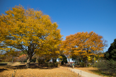 紅葉風景@木の下で・・・