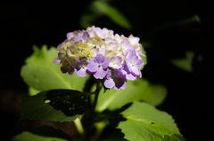 紫陽花　町田・えびね苑