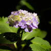 紫陽花　町田・えびね苑