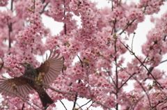 桜の中で