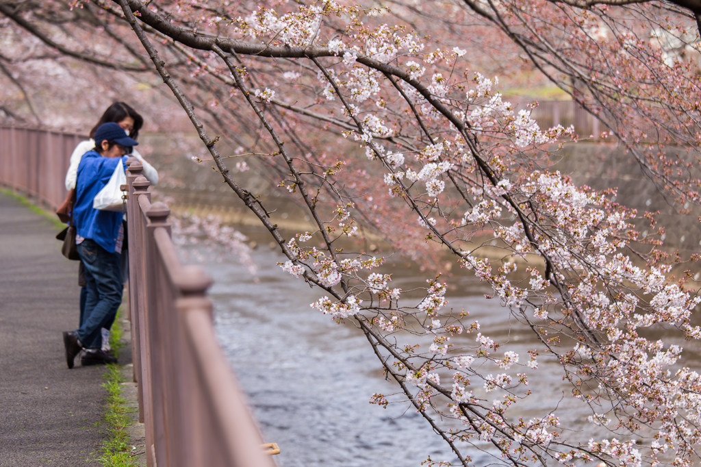 桜スナップ