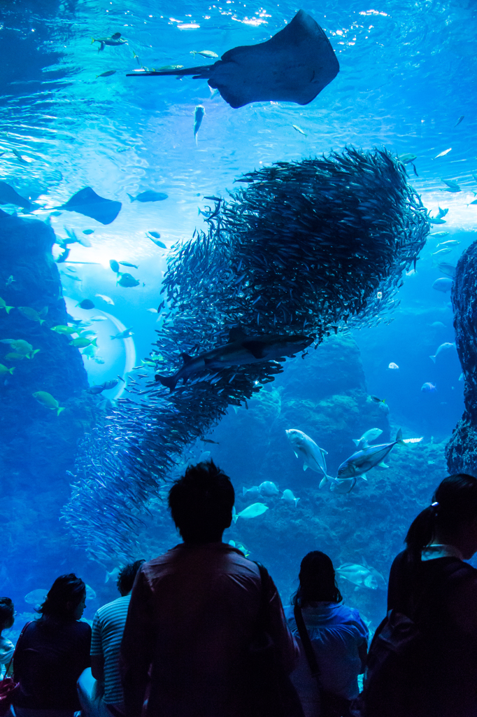 新江ノ島水族館#1