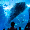 新江ノ島水族館#1