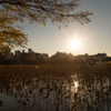 夕景@上野不忍池#3