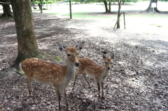奈良公園のシカ５
