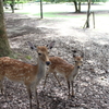 奈良公園のシカ５