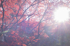 晩秋の京都