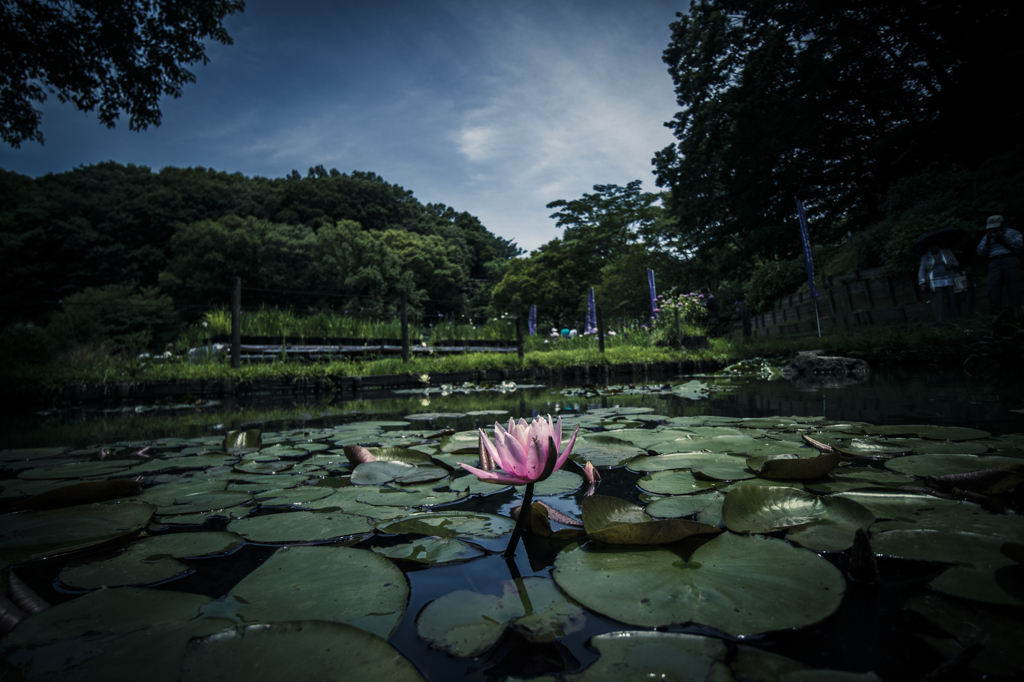 町田薬師池公園にて