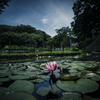 町田薬師池公園にて