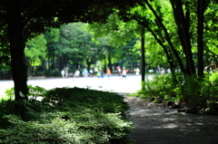 目黒周辺散策　林試の森公園