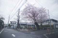 街中の桜