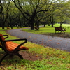 雨の公園