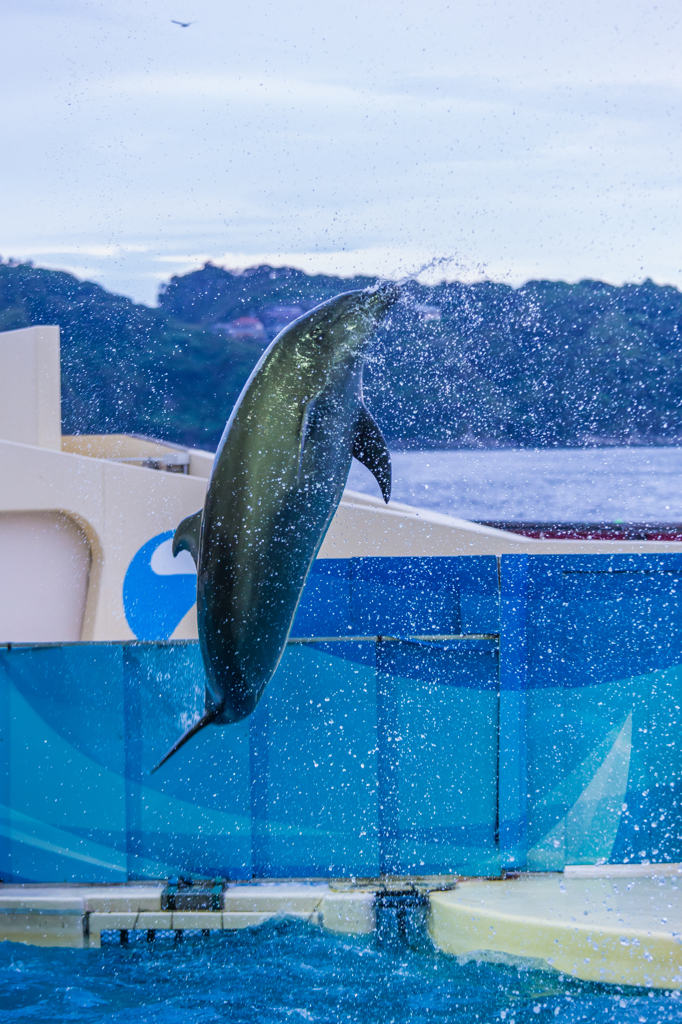 新江ノ島水族館#6