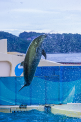 新江ノ島水族館#6
