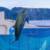 新江ノ島水族館#6