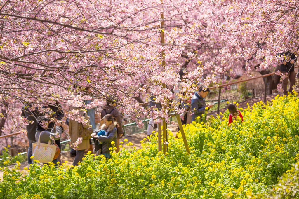 河津桜と菜の花#1
