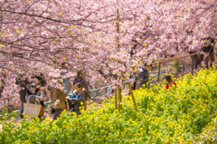 河津桜と菜の花#1