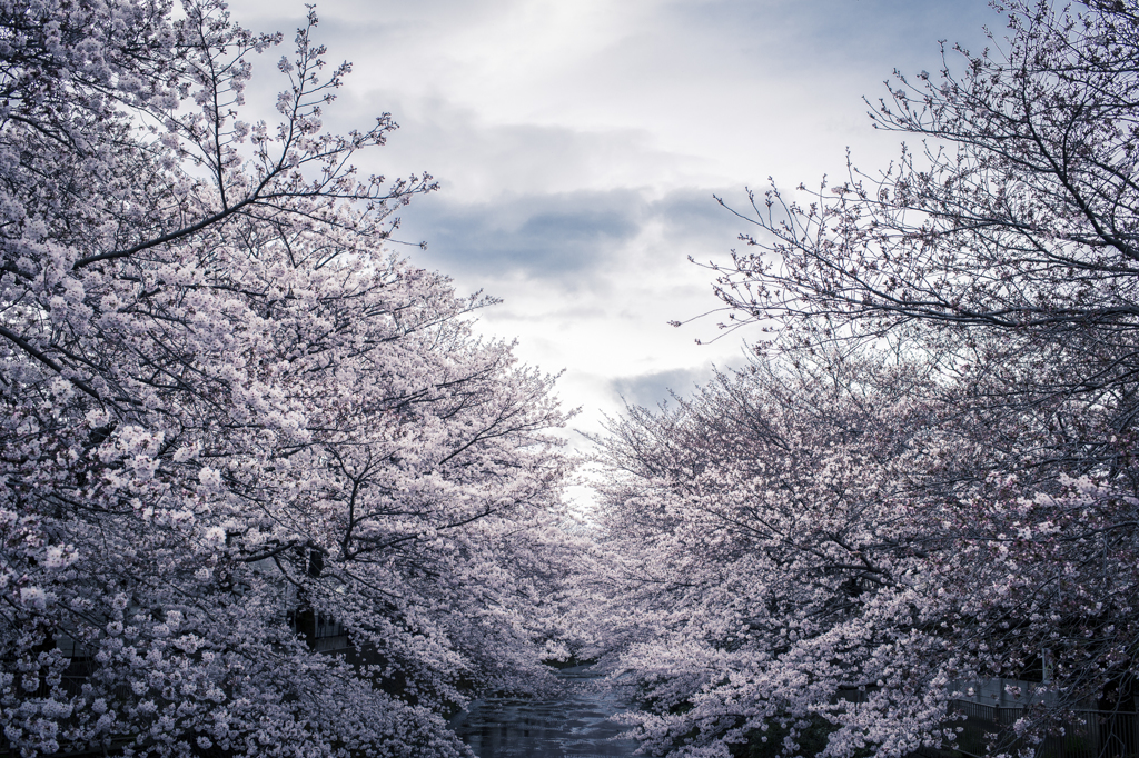 地元の桜