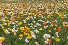 一面の花