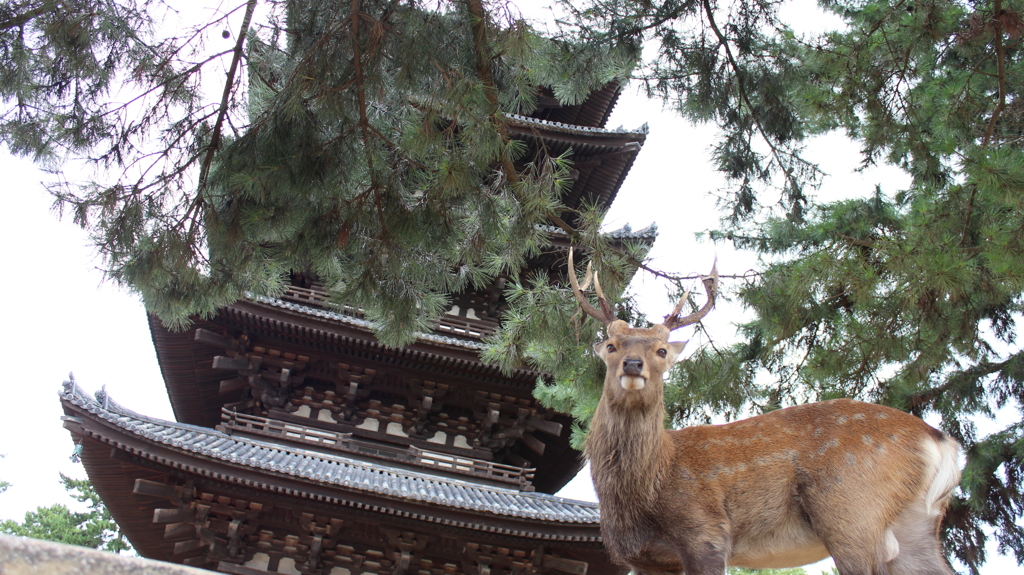奈良公園のシカ６