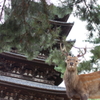 奈良公園のシカ６