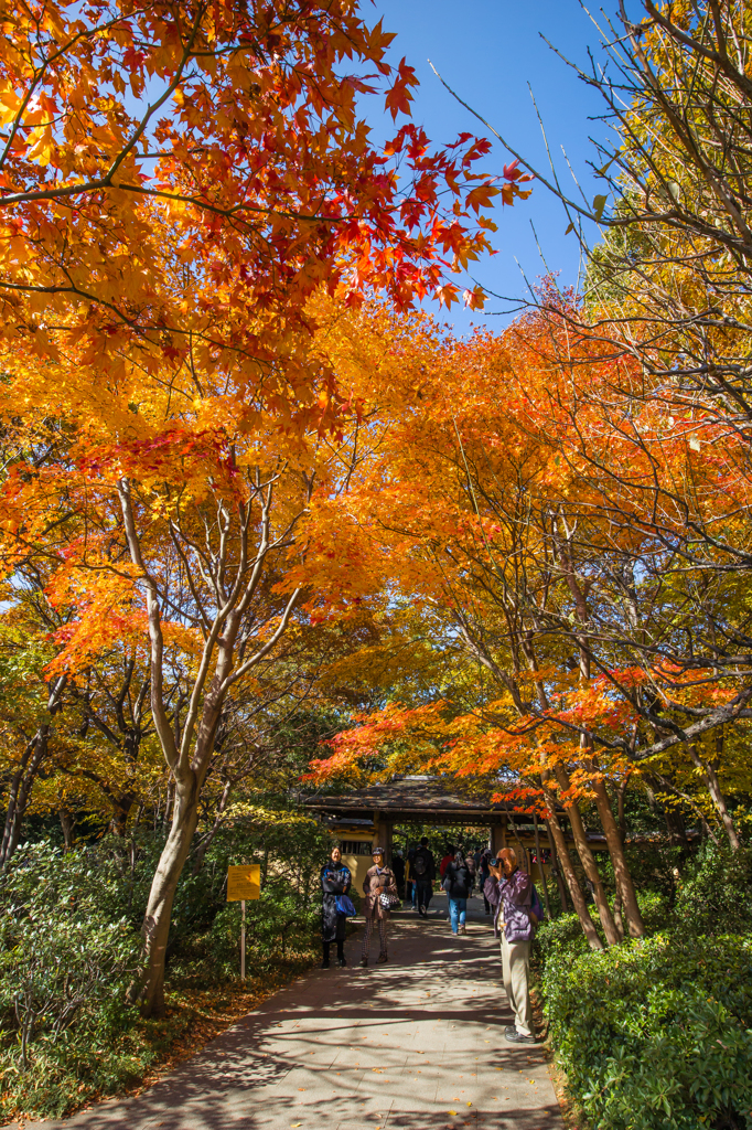 紅葉風景@撮影中