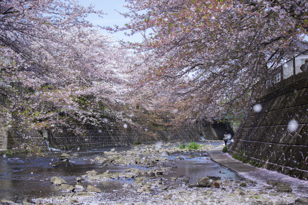 散り際