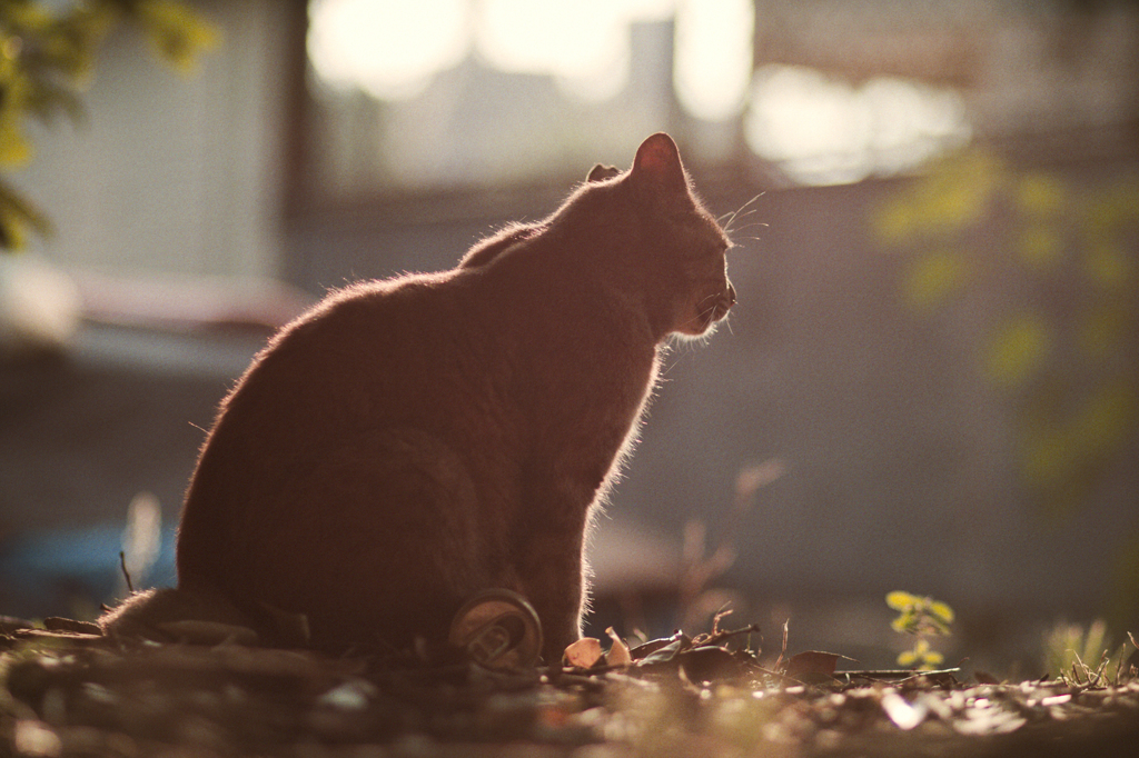 たそがれ猫